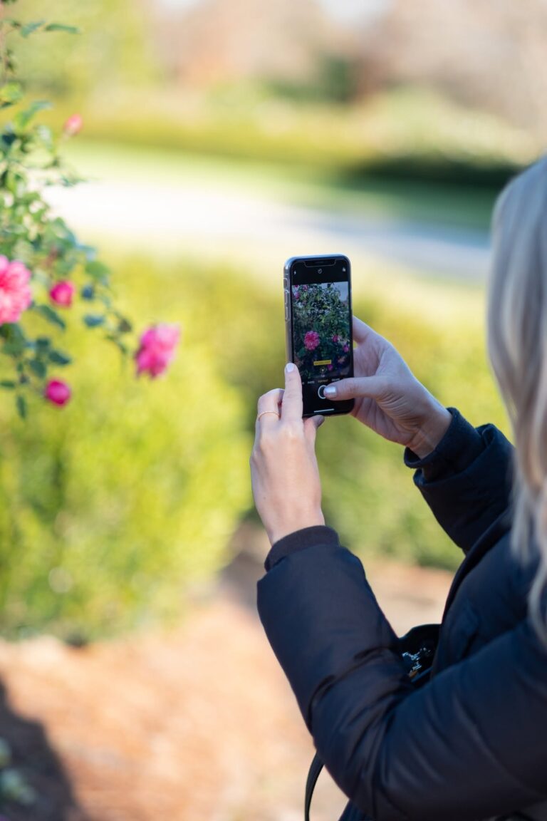 A woman pausing to photograph pink roses on a sunl