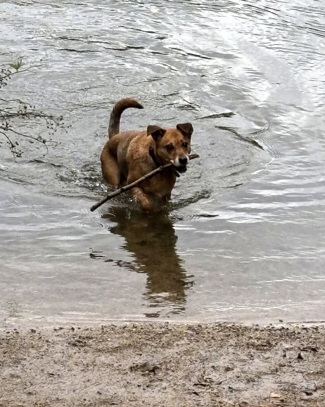 Meet Arlo: What Our Pets Do Better Than We Do